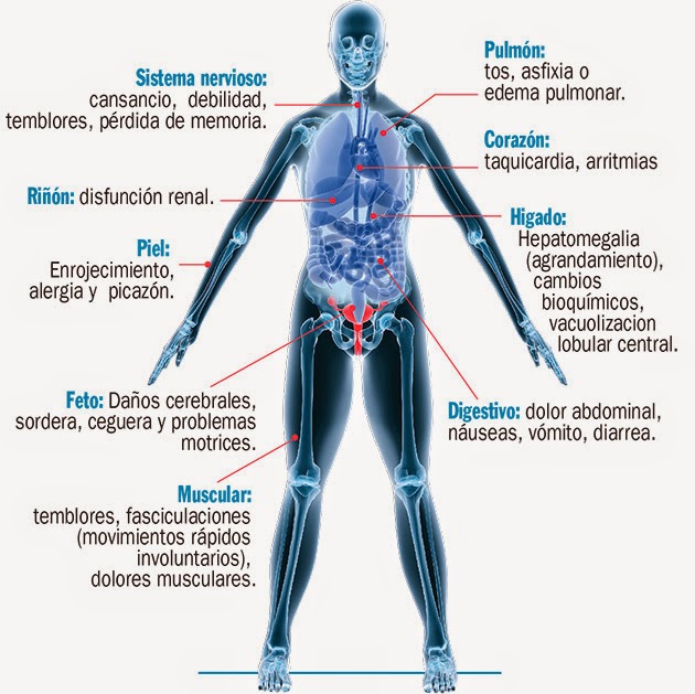 para que sirven los metales en el cuerpo humano